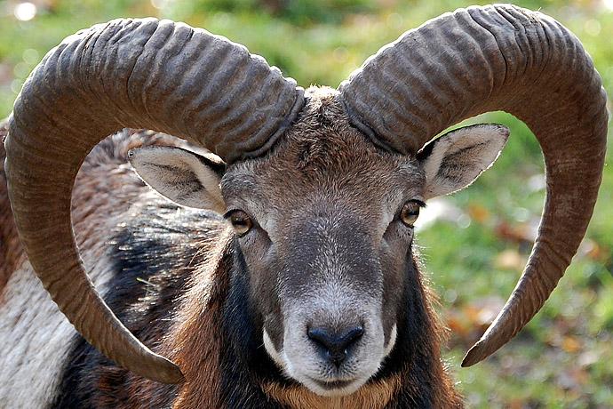 europaeisches mufflon