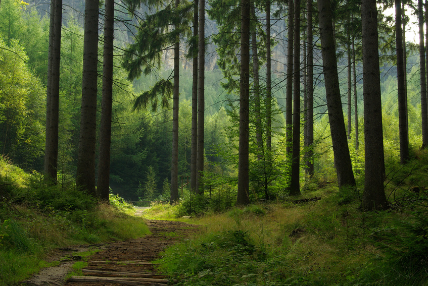GRÜNE zu Nationalpark Teutoburger Wald: Chancen für Bielefeld nutzen und Pläne unterstützen!