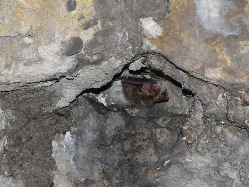 Brauner Langohrsegler in den Kasematten