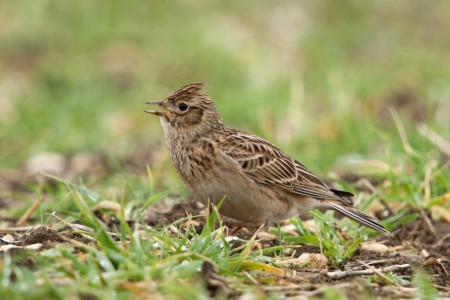 Feldlerche, Eurasian sky lark, Alauda arvensis