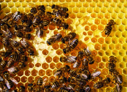 Work of the bees in hive