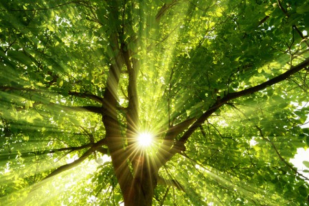 Sonne strahlt explosiv durch den Baum