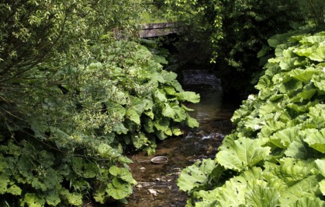 Pestwurz am Ufer der Bega in Dörentrup