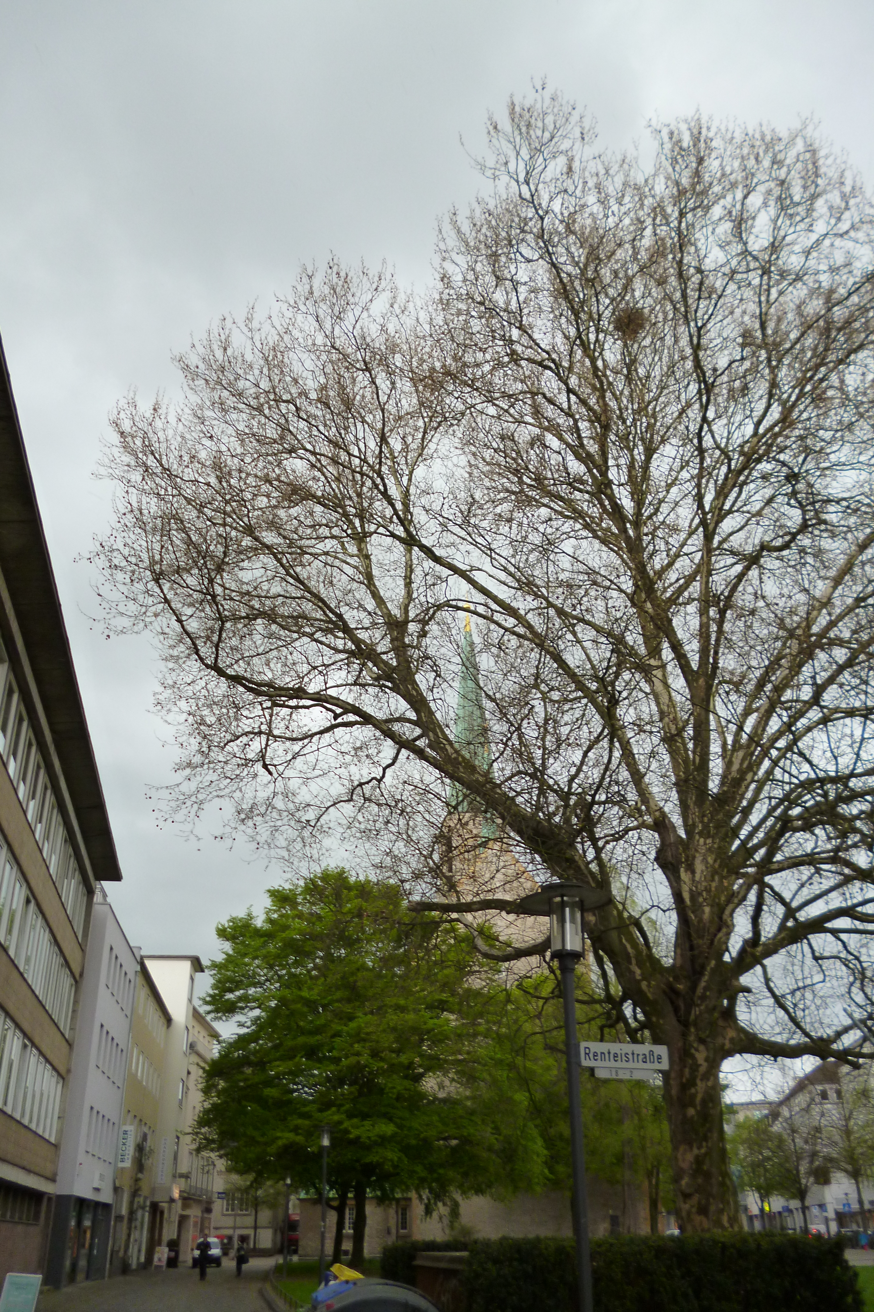 Baumnaturdenkmale in Bielefeld