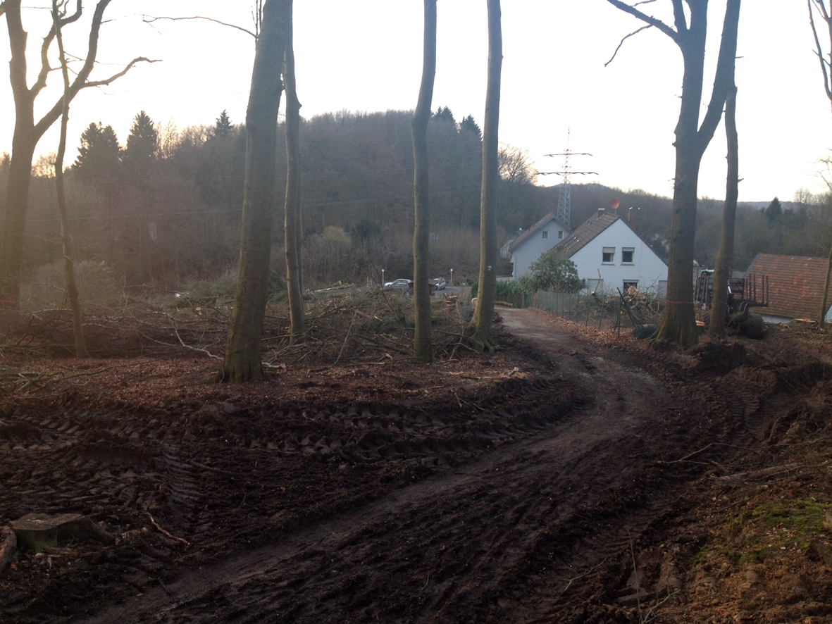 GRÜNE zum Kahlschlag an der Bergstraße: Baumfällung ohne Augenmaß!