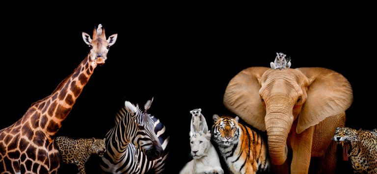 Keine Wildtiere mehr im Zirkus auf Bielefelder Stadtgebiet