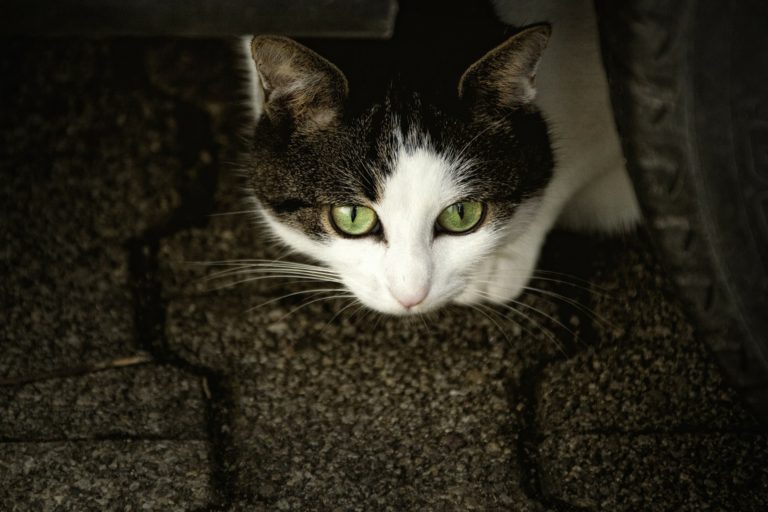 Mehr Katzenschutz für Bielefeld!