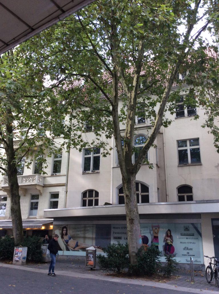 Ersatz für die Platane in der Arndtstraße!