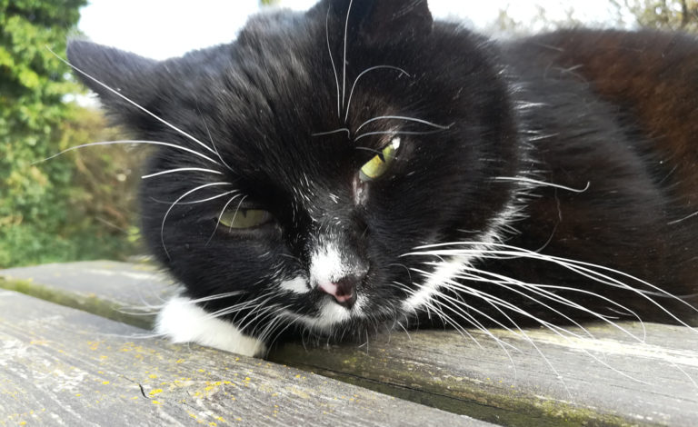 Katzenschutzverordnung für Bielefeld