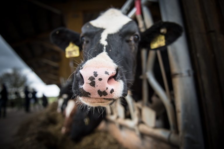 3.05.2018: Das System Milch – Film + Diskussion