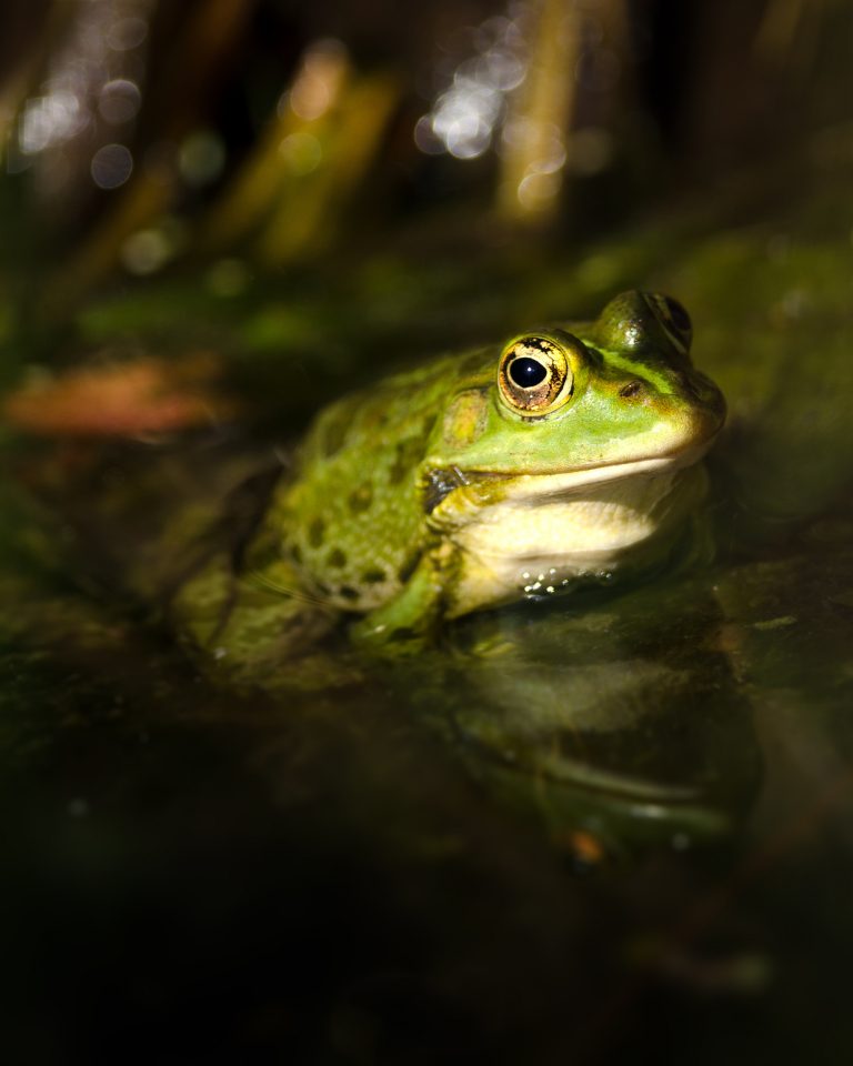 Artenschutz ausbauen, Amphibienschutz verbessern