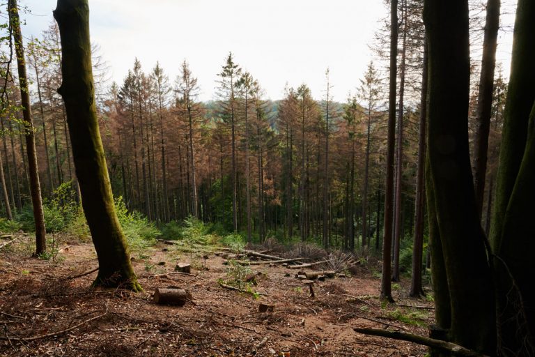 Bielefelder Wald zukunftsfähig aufstellen
