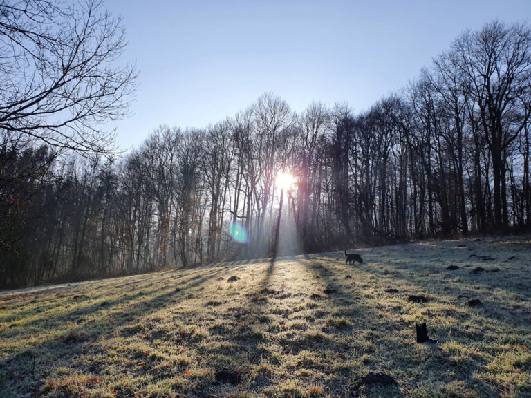 GRÜNE zu Bielefelder Wald: Handeln aber mit Bedacht