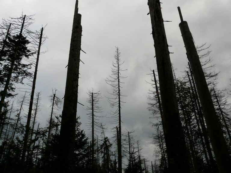 Silberwald – Stehenlassen statt abholzen