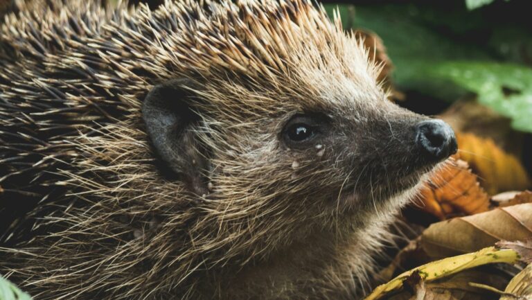 Bielefeld für die Igel