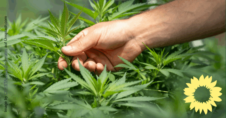 Grüne im Rat: Cannabis Modellprojekte in Bielefeld starten!