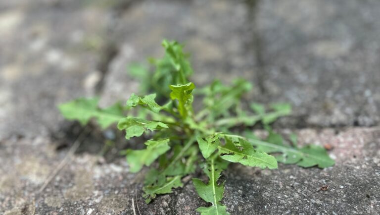 Städtische Flächen entsiegeln für den Klimaschutz