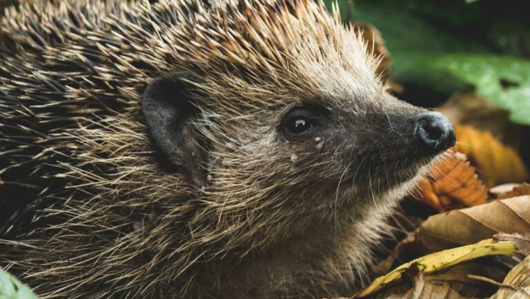Angewandter Naturschutz: Wir lieben Igel!