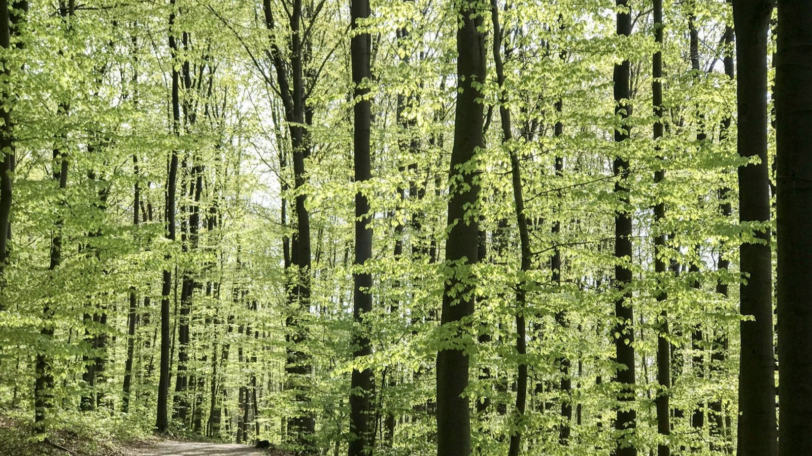 Teutoburger Wald im Frühling