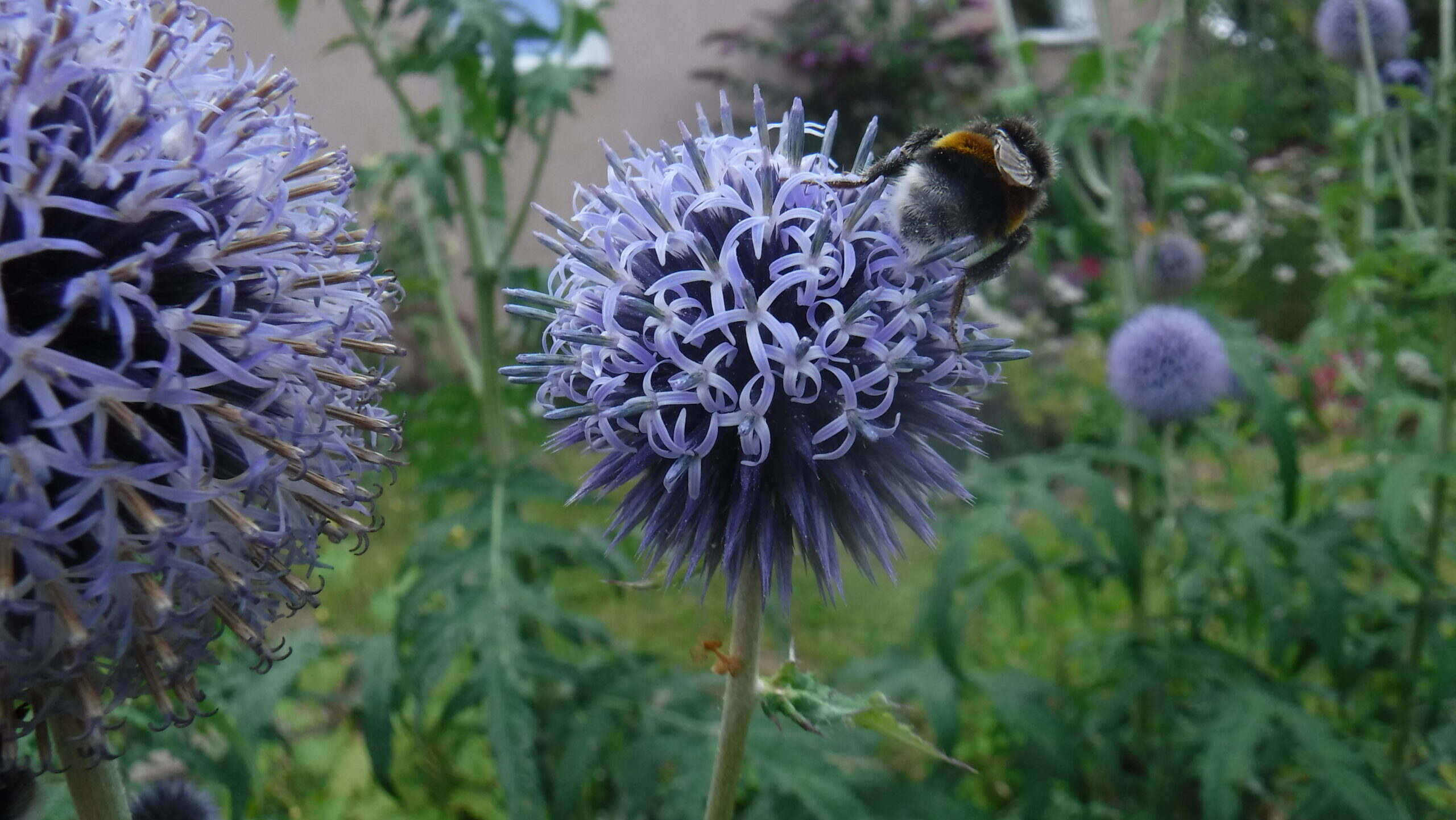 Hummel sitzt auf einer lila Blume