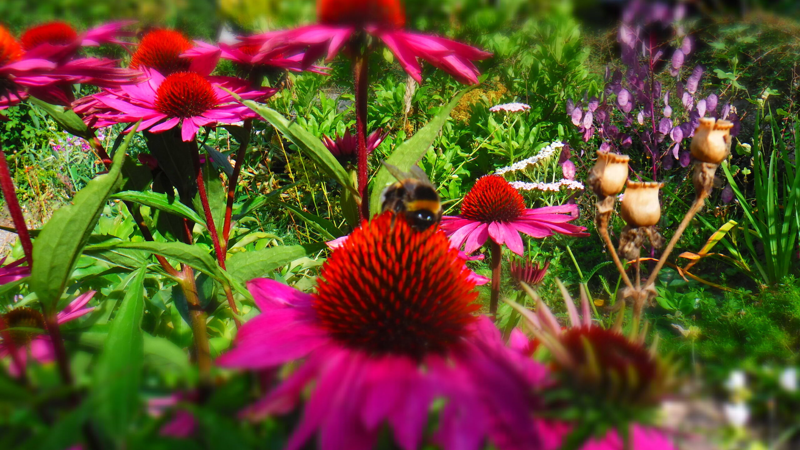 Naturgarten mit Hummel